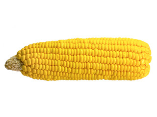 fresh corn