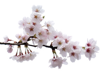 Cherry blossom, sakura branch with flowers isolated on white background