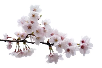 Tuinposter Cherry blossom, sakura branch with flowers isolated on white background © marchsirawit