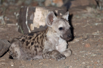 Naklejka premium Tüpfelhyäne / Spotted Hyaena / Crocuta crocuta.