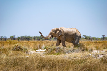 Obraz premium 2018-10 Namibia