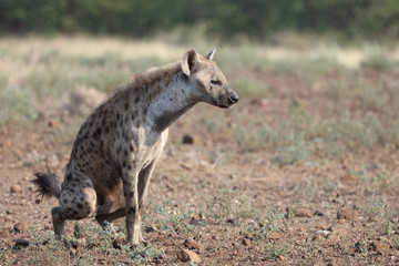 Obraz na płótnie Canvas Tüpfelhyäne / Spotted hyaena / Crocuta crocuta