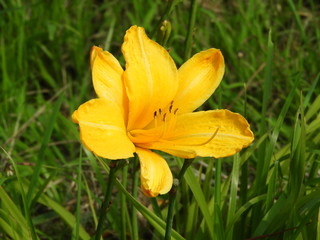 花壇に咲いた黄色い花