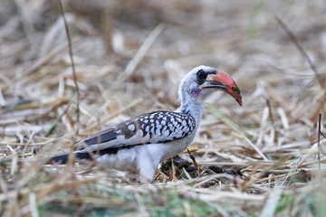 Western red-billed hornbill (Tockus kempi)