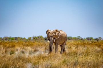 2018-10 Namibia