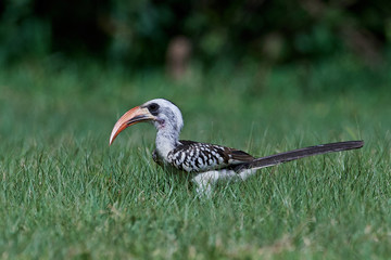 Western red-billed hornbill (Tockus kempi)