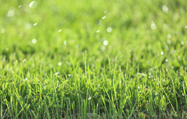 Green grass on spring day