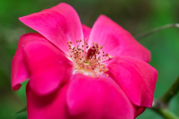 Fototapeta na wymiar Red roses blurred green blurred background