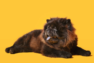 Cute Chow-Chow dog on color background