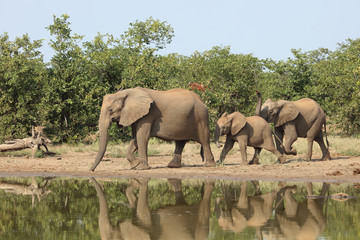 Afrikanischer Elefant / African elephant / Loxodonta africana