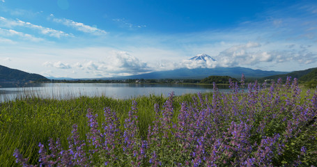 Mountain Fujisan and Lavender field in Kawaguchiko in Japan