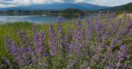 Obraz premium Fujisan and Lavender field in Kawaguchiko in Japan