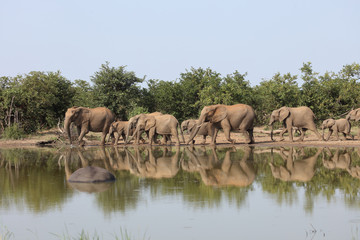 Naklejka premium Afrikanischer Elefant / African elephant / Loxodonta africana