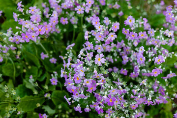 Flower garden for graphic use. Space for text.