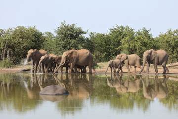 Fototapeta premium Afrikanischer Elefant / African elephant / Loxodonta africana