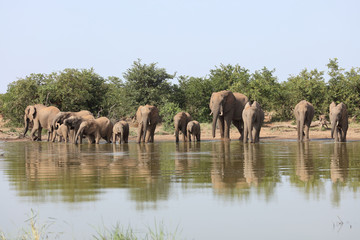 Obraz premium Afrikanischer Elefant / African elephant / Loxodonta africana
