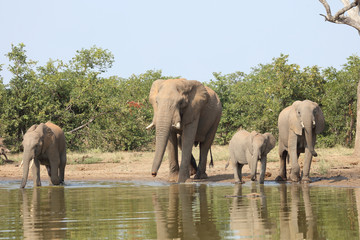 Fototapeta premium Afrikanischer Elefant / African elephant / Loxodonta africana