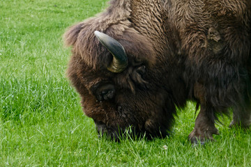 Wild bison grazing on lush green grass