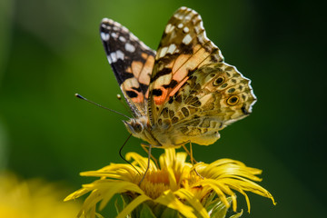 Allphotokz Butterflies 20190722 0198 D810