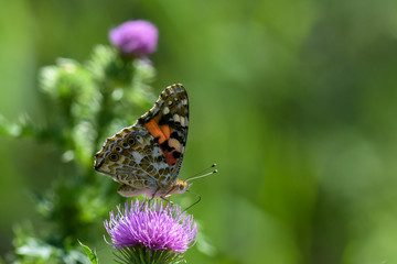 Allphotokz Butterflies 20190722 0285 D810