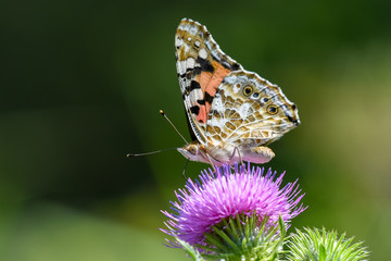 Allphotokz Butterflies 20190722 0298 D810