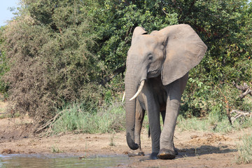 Afrikanischer Elefant / African elephant / Loxodonta africana