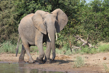 Afrikanischer Elefant / African elephant / Loxodonta africana