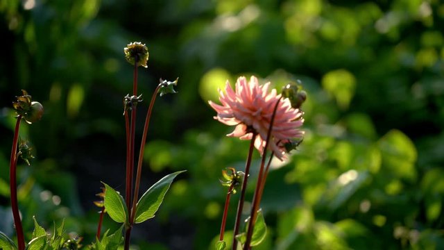Flowers in full bloom in a beautiful garden at sunset in the summertime in Sweden.