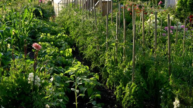 A beautiful garden at sunset in the summertime in Sweden.