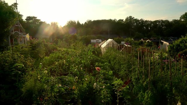 A beautiful garden at sunset in the summertime in Sweden.