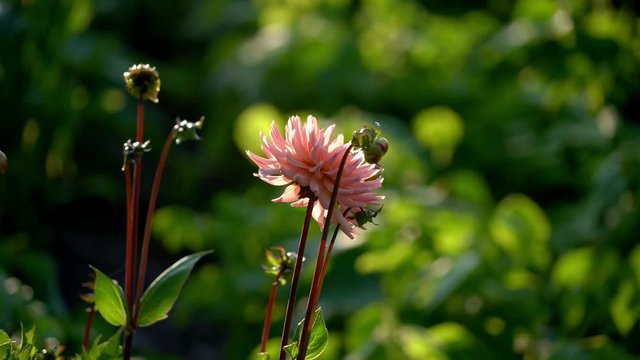 Flowers in full bloom in a beautiful garden at sunset in the summertime in Sweden.