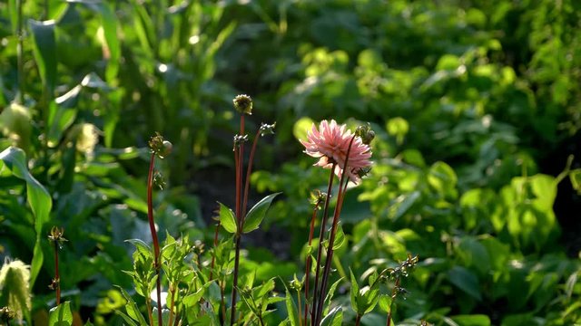 Flowers in full bloom in a beautiful garden at sunset in the summertime in Sweden.