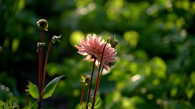 A pink flower in full bloom in a beautiful garden at sunset in the summertime in Sweden.
