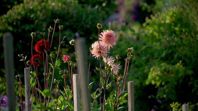 Flowers in full bloom in a beautiful garden at sunset in the summertime in Sweden.