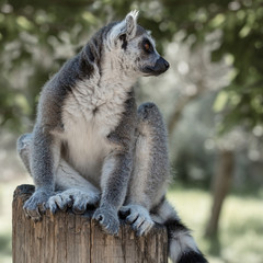 Lemur from the island of Madagascar