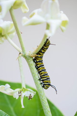 A monarch butterfly caterpillar with yellow black and white stripes eating a white crownflower plant, next to a dangling flower with ants on it, with a blurred light green and grey background.