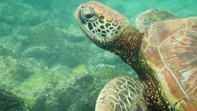 Closeup of Turtle Swimming in Water
