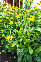 Yellow flowers in the garden