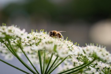 bee on flower