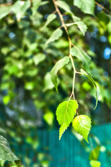 green birch leaf