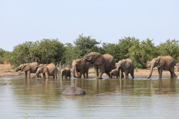 Afrikanischer Elefant / African elephant / Loxodonta africana