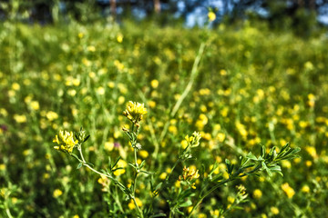 flowers in the forest in the field