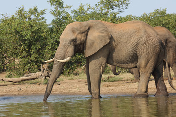 Afrikanischer Elefant / African elephant / Loxodonta africana