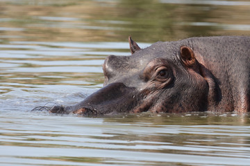 Flußpferd / Hippopotamus / Hippopotamus amphibius
