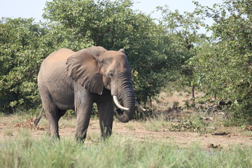 Afrikanischer Elefant / African elephant / Loxodonta africana