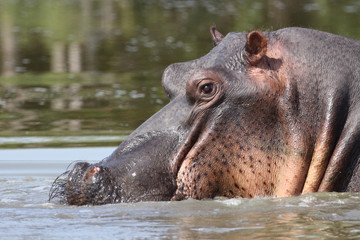 Flußpferd / Hippopotamus / Hippopotamus amphibius