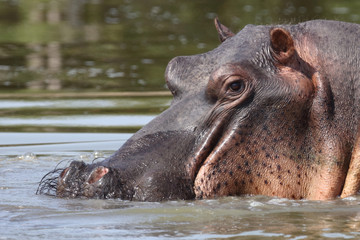 Flußpferd / Hippopotamus / Hippopotamus amphibius