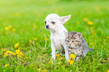 Fototapeta na wymiar Chihuahua puppy and a kitten sitting together on green summer grass and looking away. Empty space for text