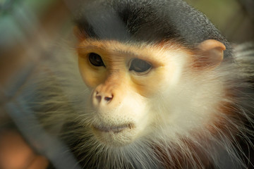 emotional loneliness monkey cage Close up