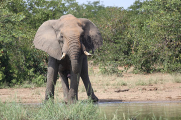 Afrikanischer Elefant / African elephant / Loxodonta africana